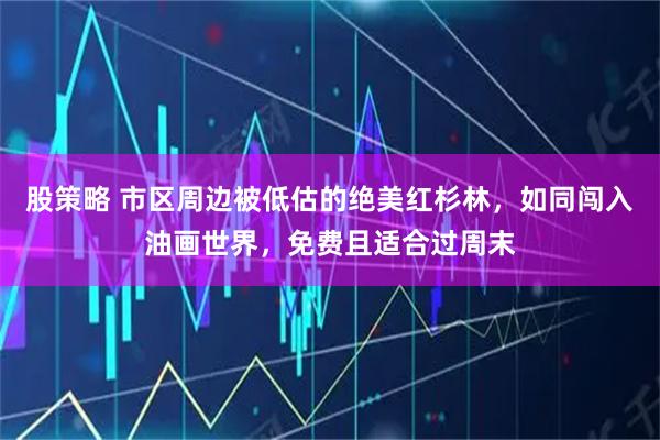 股策略 市区周边被低估的绝美红杉林，如同闯入油画世界，免费且适合过周末